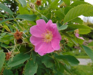 ROSA WEBBIANA (Historical)